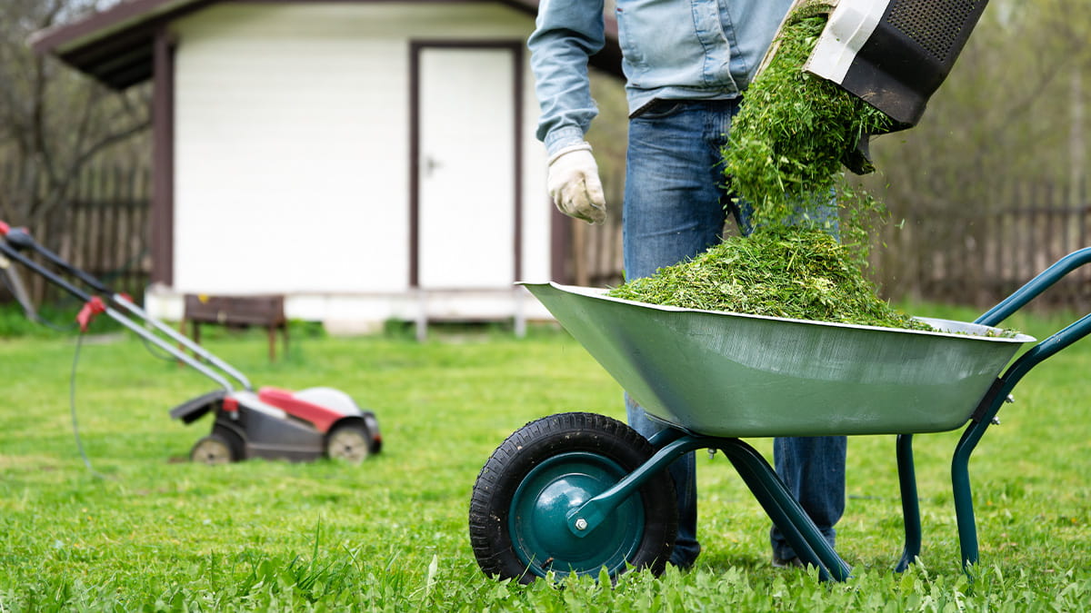 How to compost yard waste Person emptying bag of lawn clippings into green wheelbarrow in foreground with red lawnmower and white shed in background