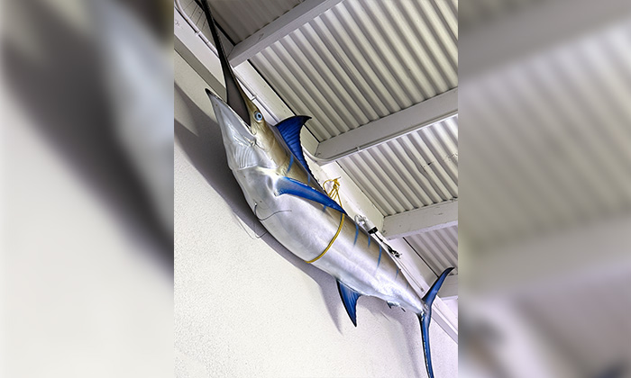 A marlin on a wall